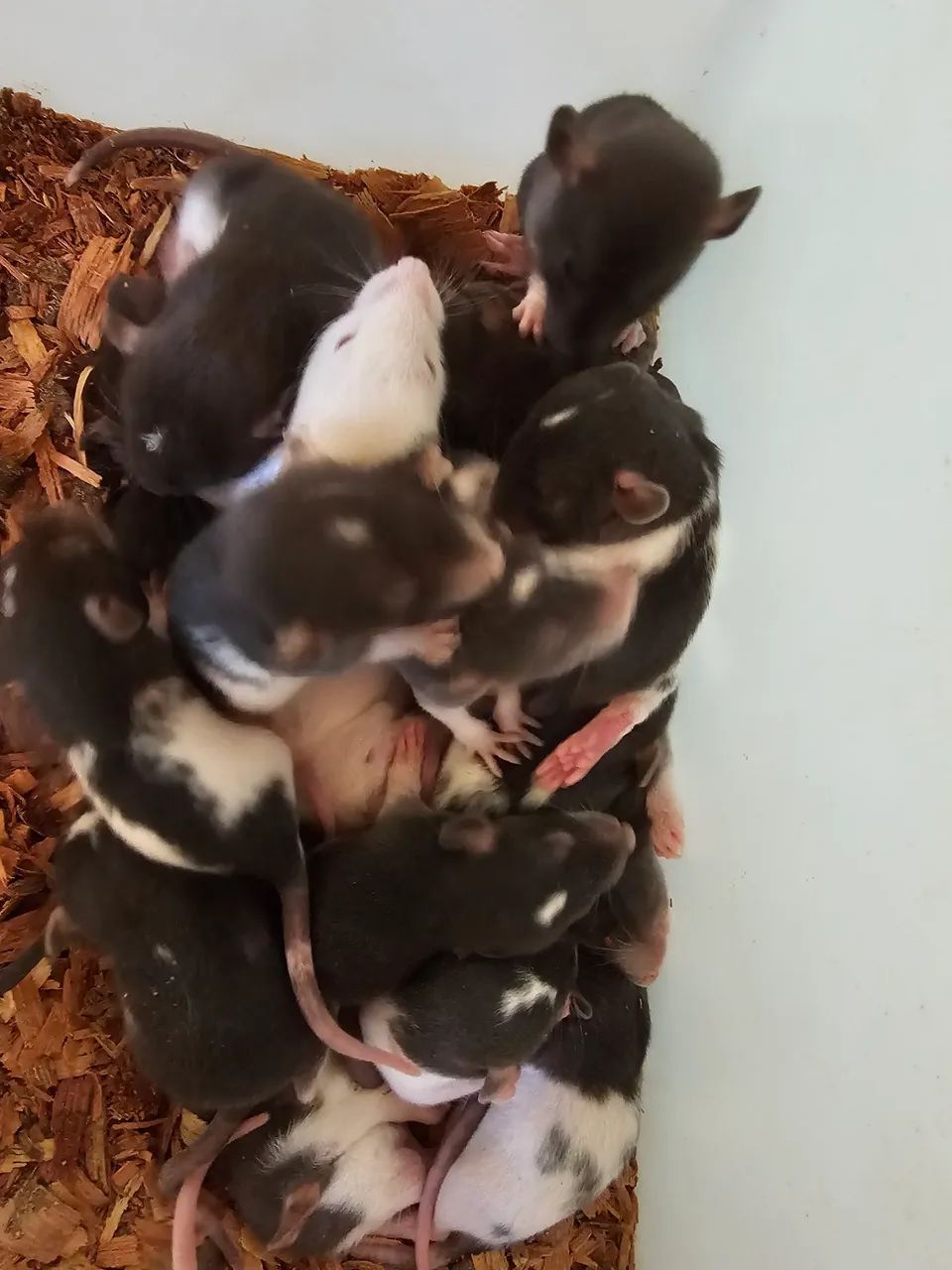 Ratos twister  - Foto 5