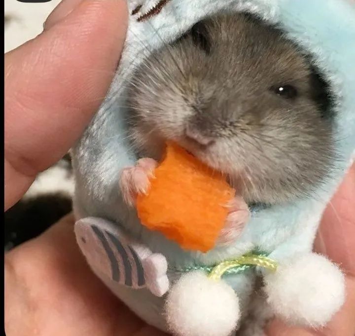 Filhotes de Hamster