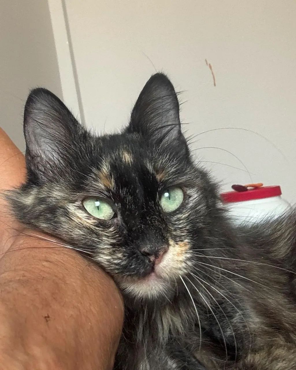 Gatinhas castradas para adoção 