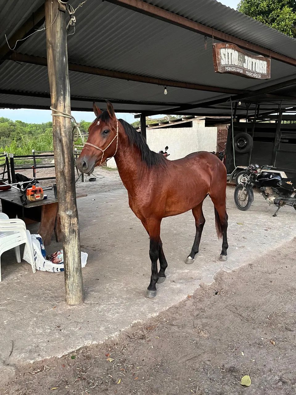 CAVALO MARCHA BATIDA - Foto 5