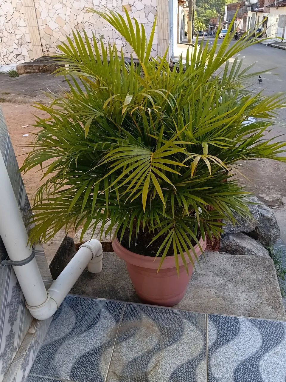 Planta