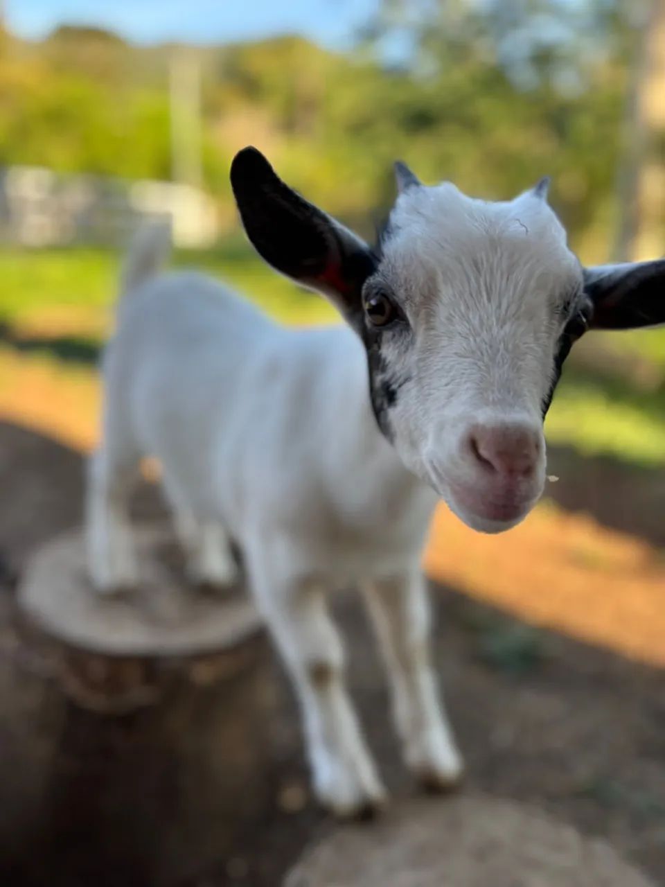 Criação de mini cabras Recanto flores ao céu  - Foto 2