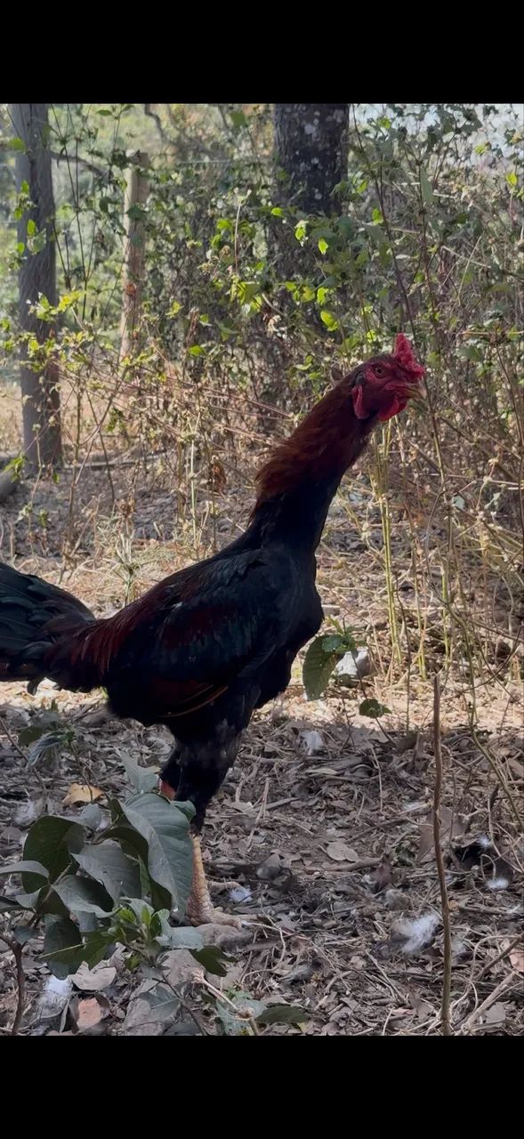 Frango indio gigante