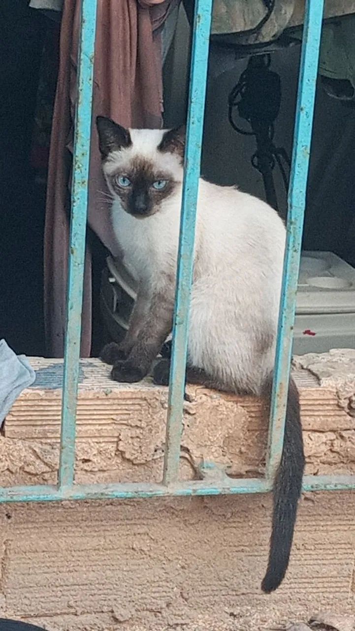 Gatos adolescentes precisam de um lar ? - Foto 4