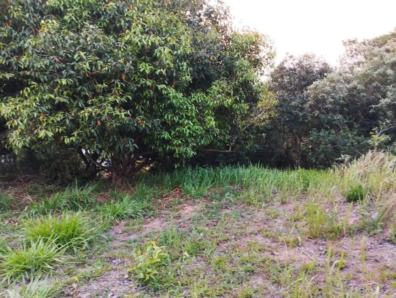 Vendo metade do lote - Foto 8
