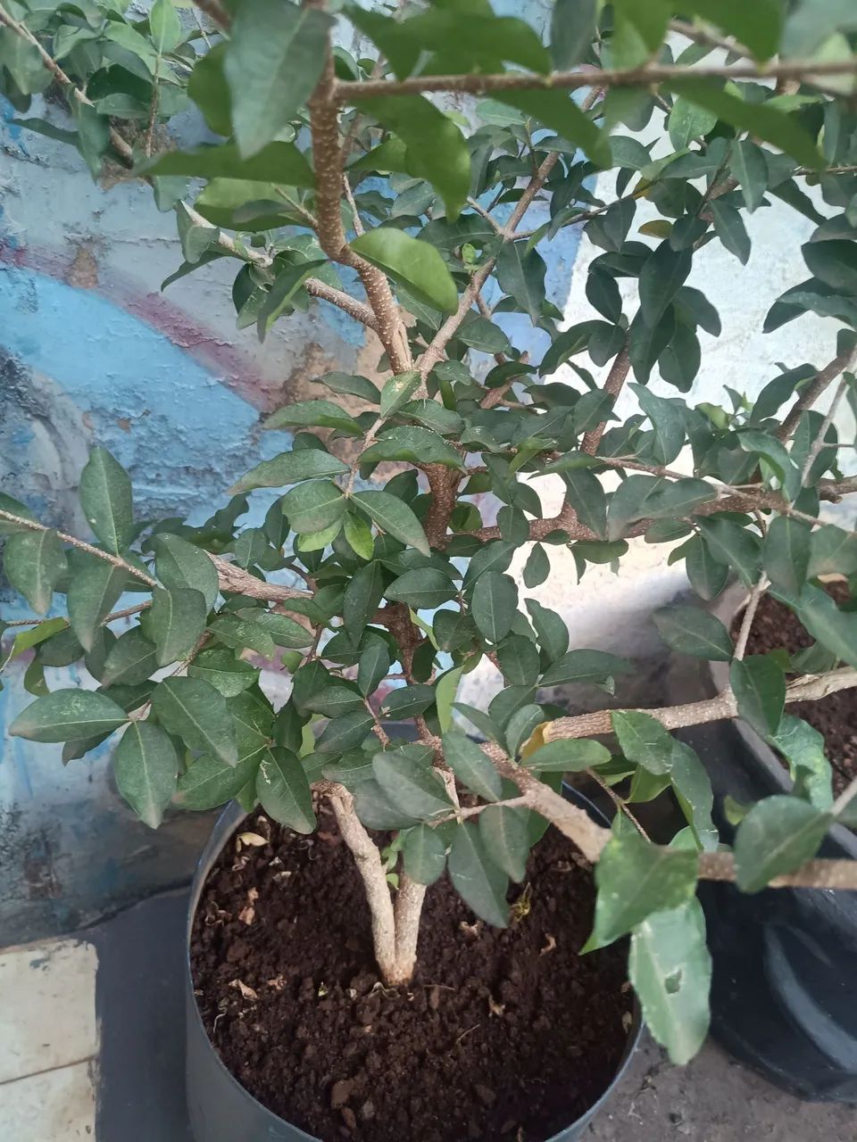  Acerola  - Foto 3