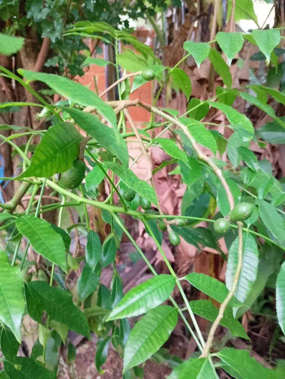 Pé de Cajarana com frutas  com 1,30 de altura  - Foto 2
