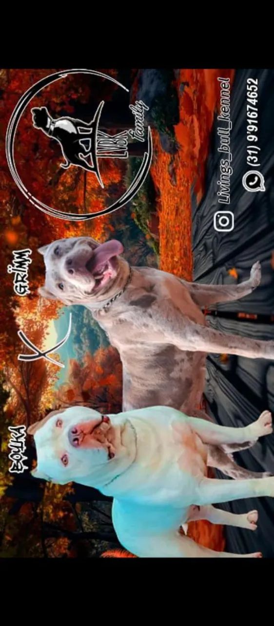 Pit monster  - Foto 2