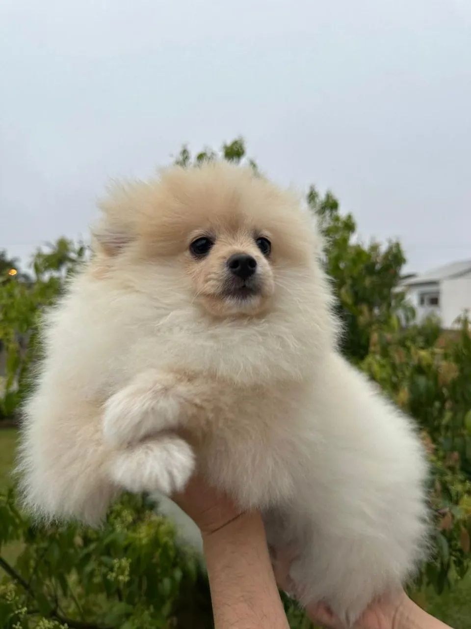 Cachorro  - Foto 2