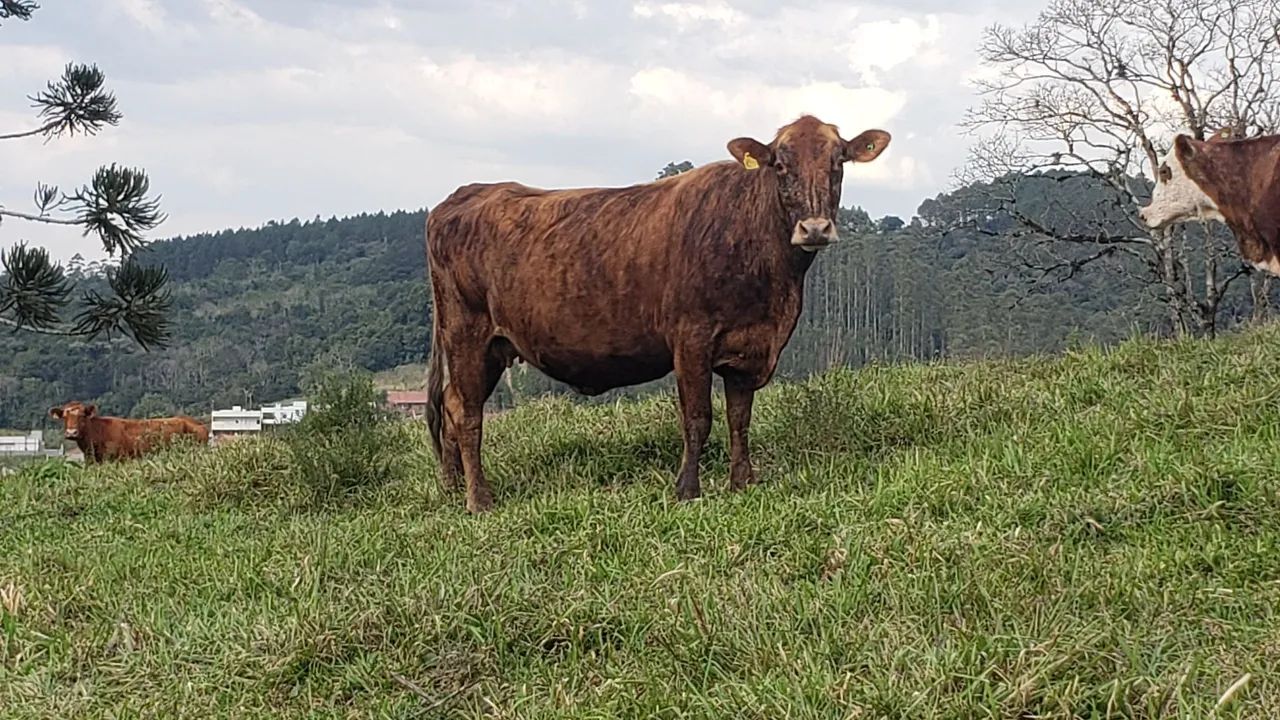 Vaca com terceira  - Foto 2