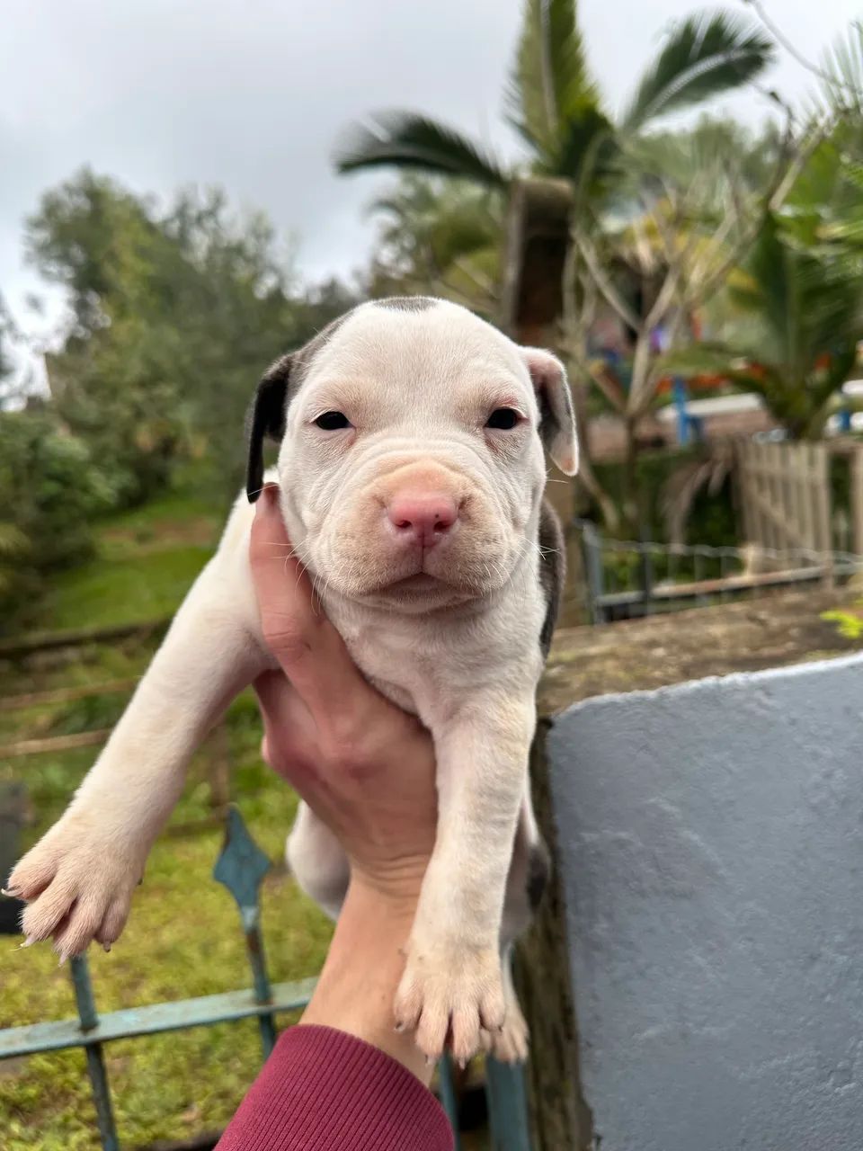 Pitbull AMSTAFF