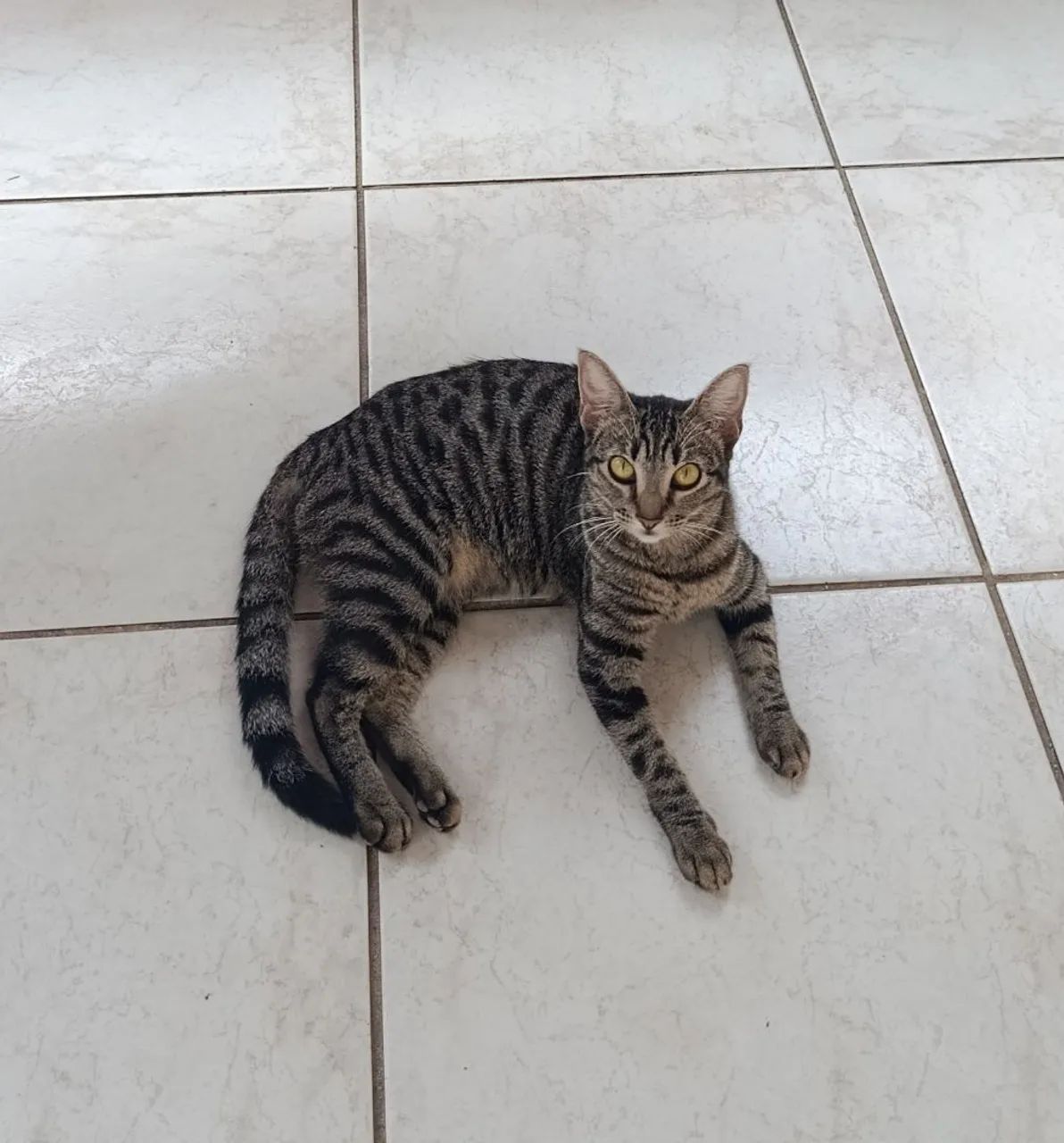 Gatinha pra adoção 