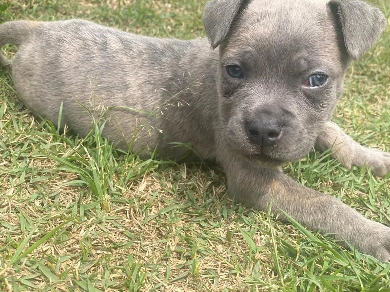 Cane corso com pedigree machos e fêmeas  - Foto 3
