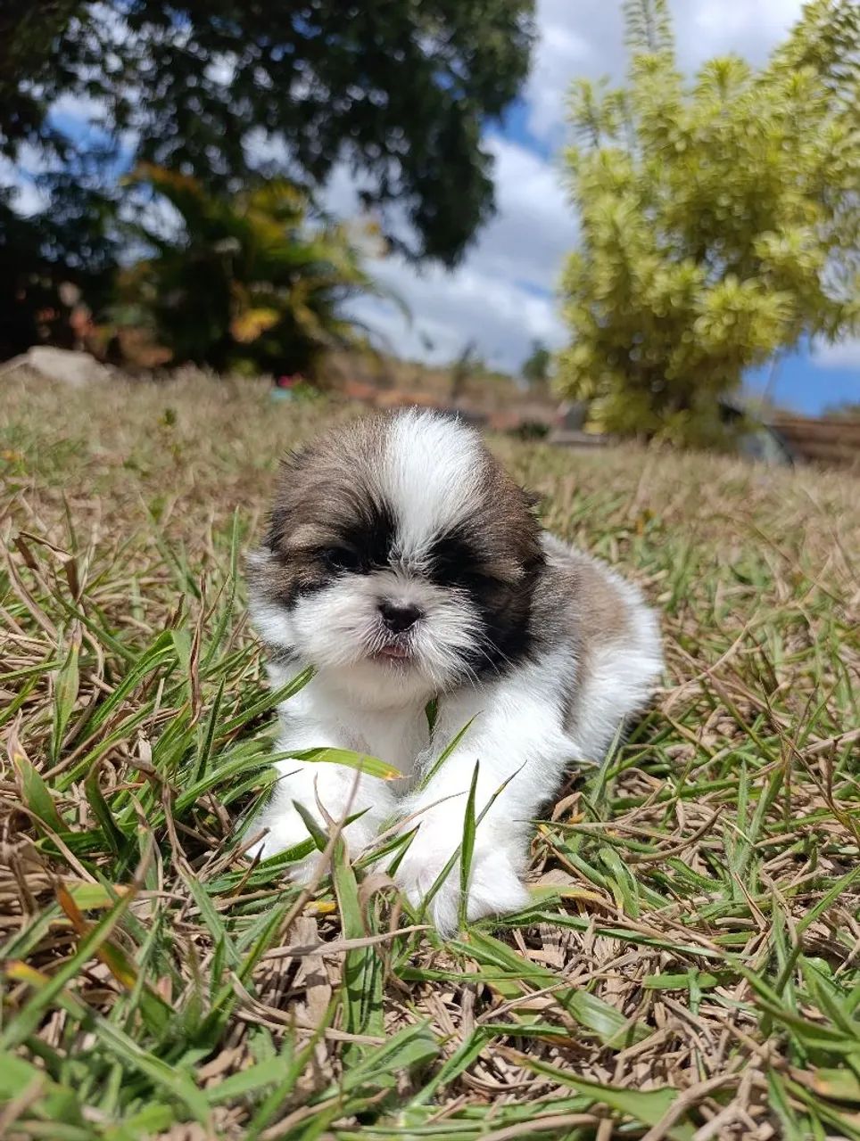 Shih tzu - Foto 3