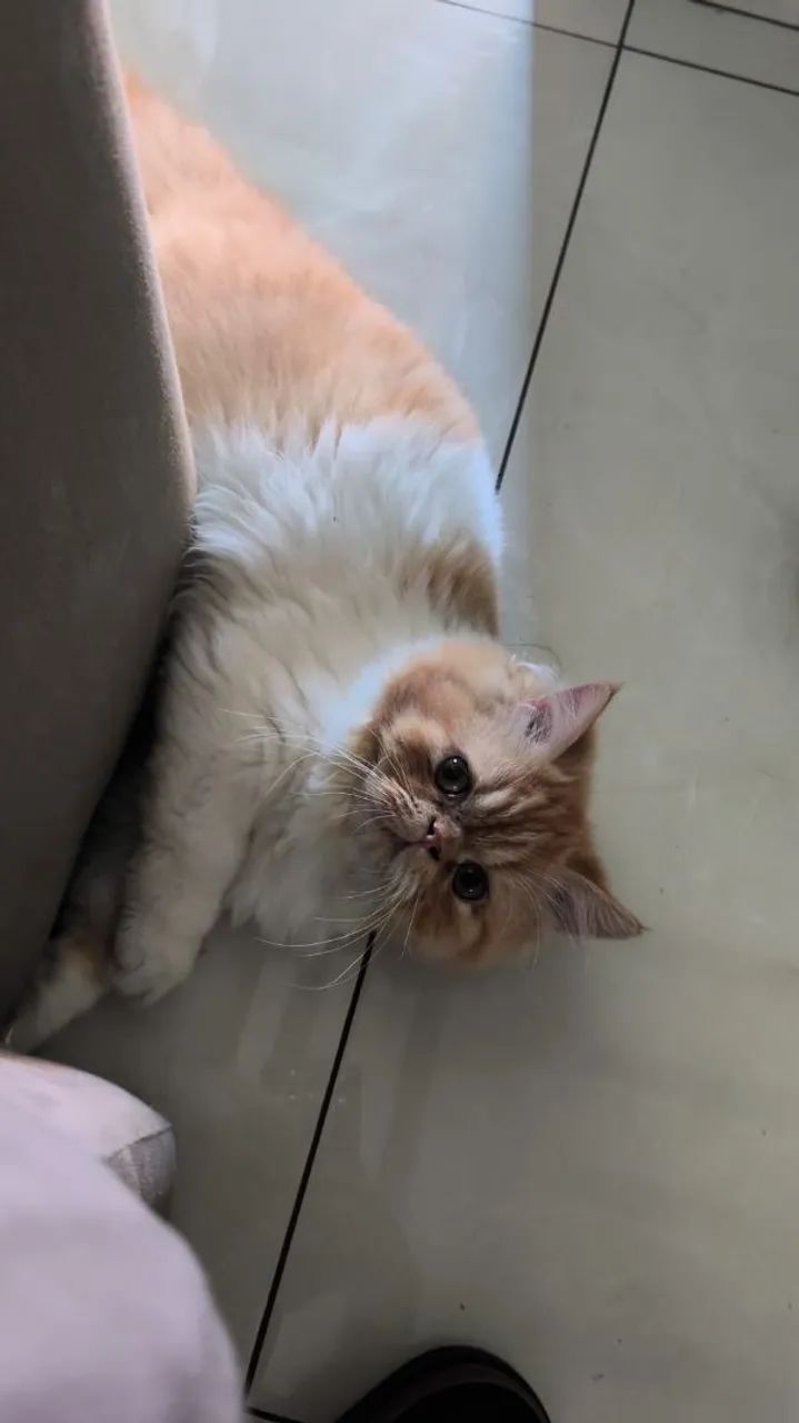 Gatinho persa macho - Foto 2