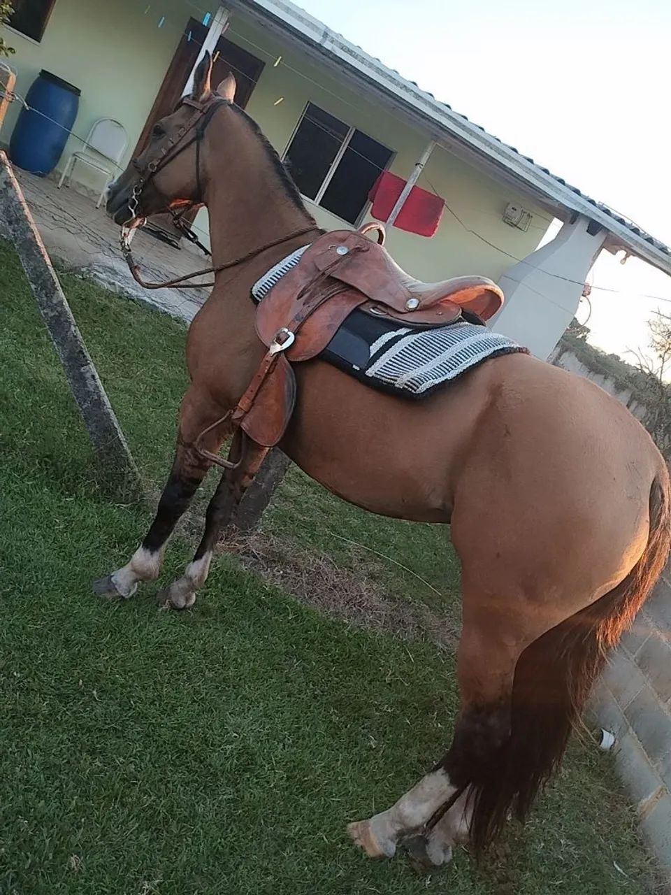 Cavalo  - Foto 5