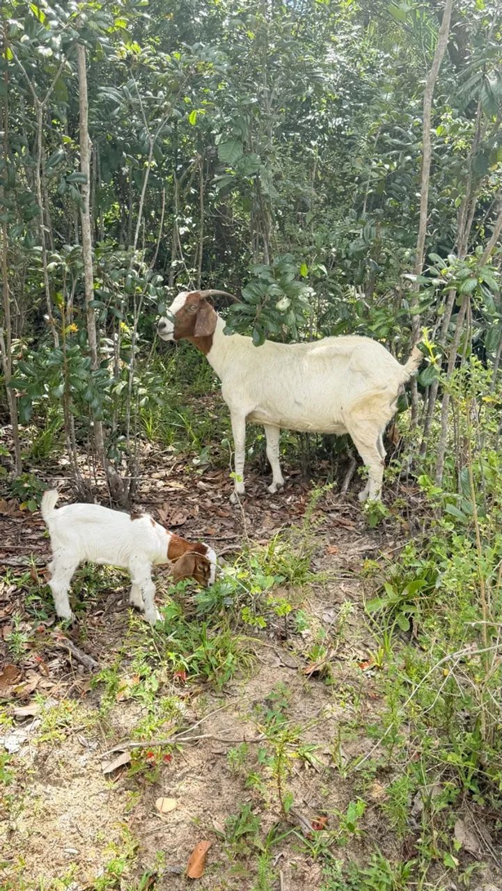 Cabras Boer  - Foto 4