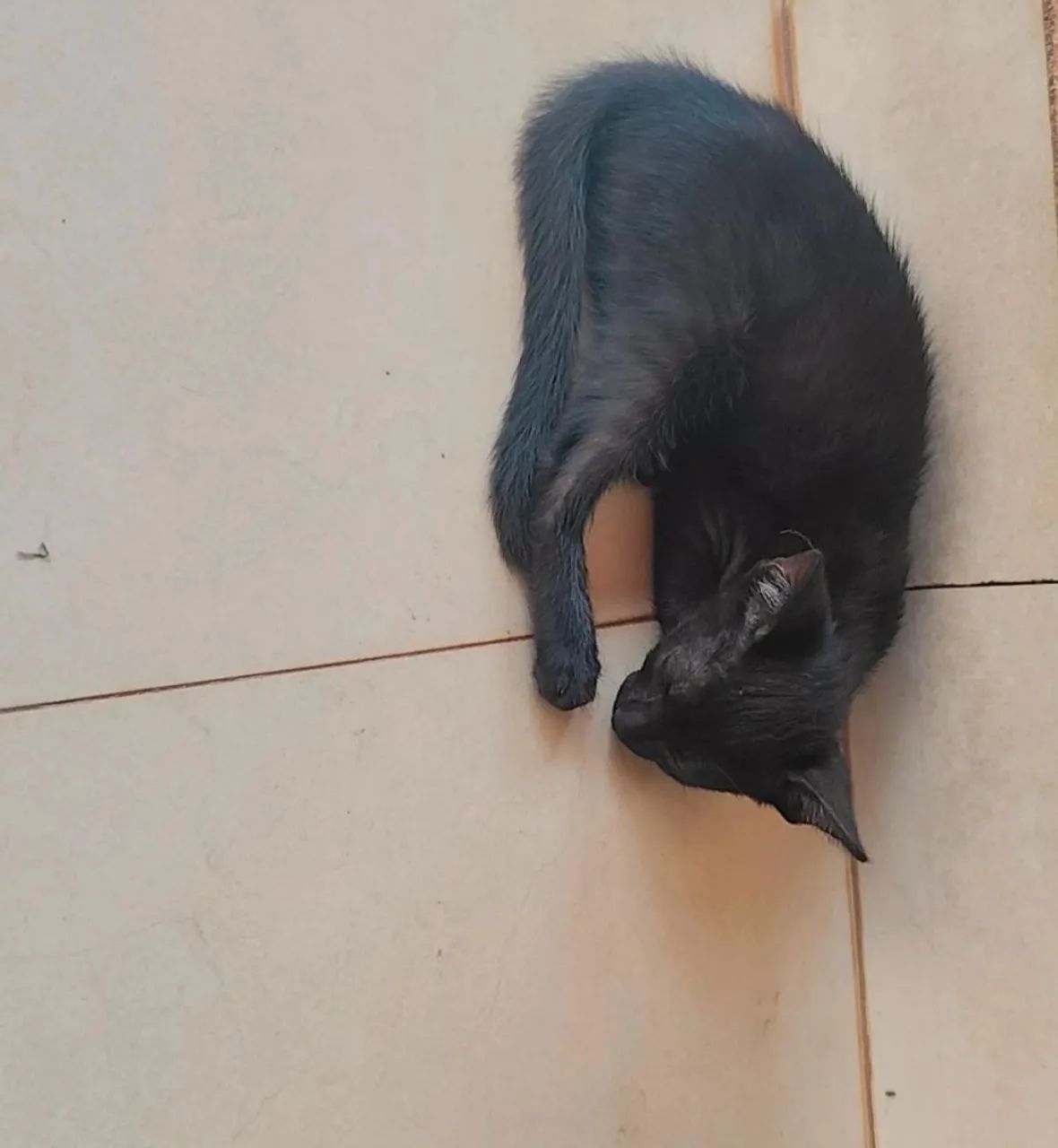 Doação de gatinhos 