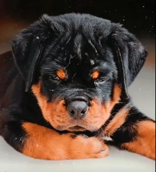 ROTTWEILER DISPONÍVEIS - Foto 5