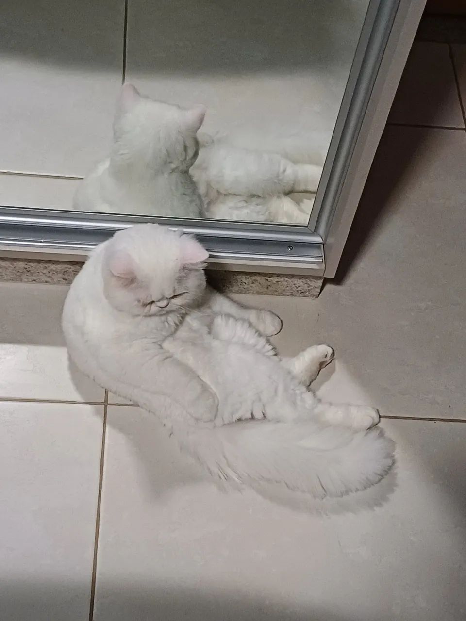 Doação gato persa branco, muito dócil!!  - Foto 2