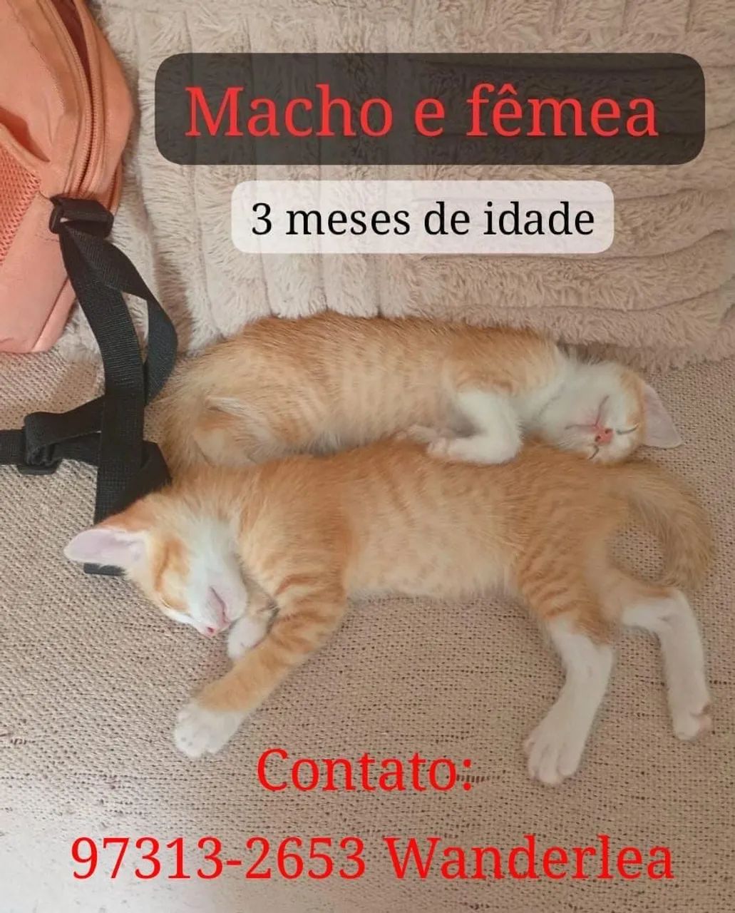 Gatos pra doação  - Foto 2