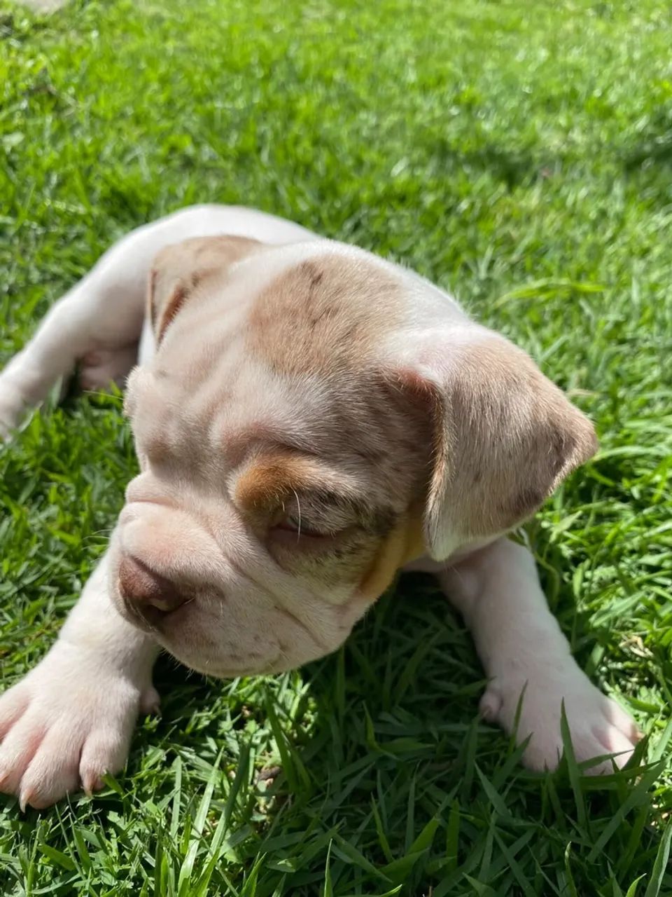 American bully  - Foto 3