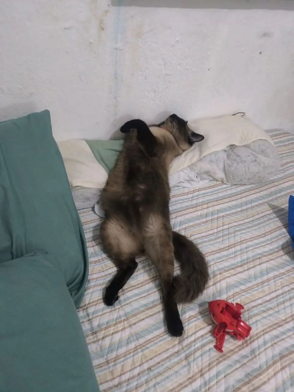 Gatos pra adoção  - Foto 5