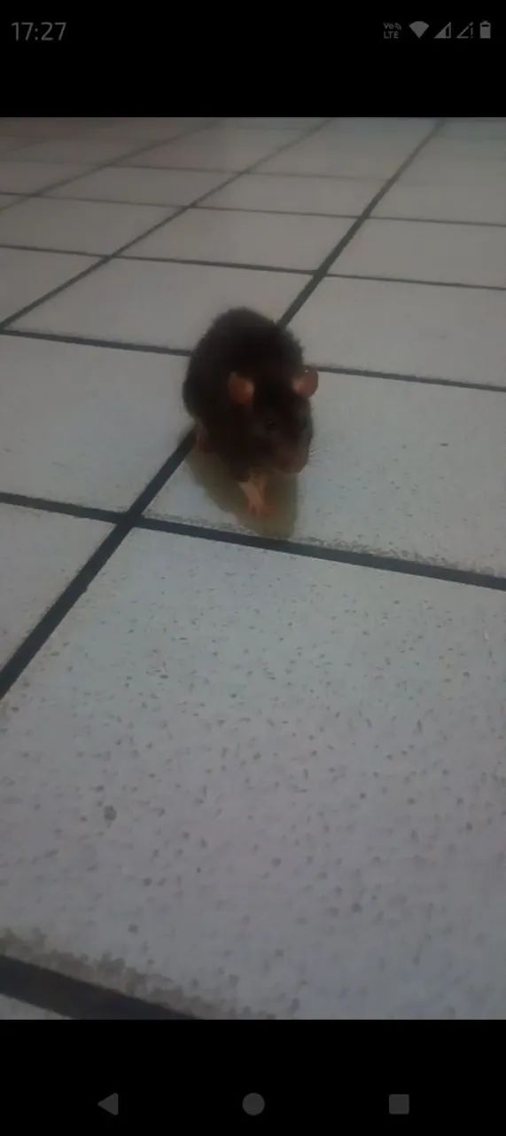 Rato de Laboratório Twister Hamster Mercol 