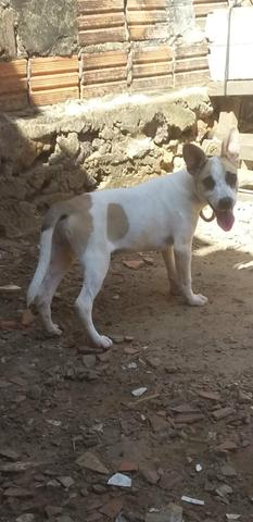 Cachorro vira-lata