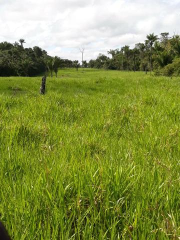 Fazenda - Foto 2