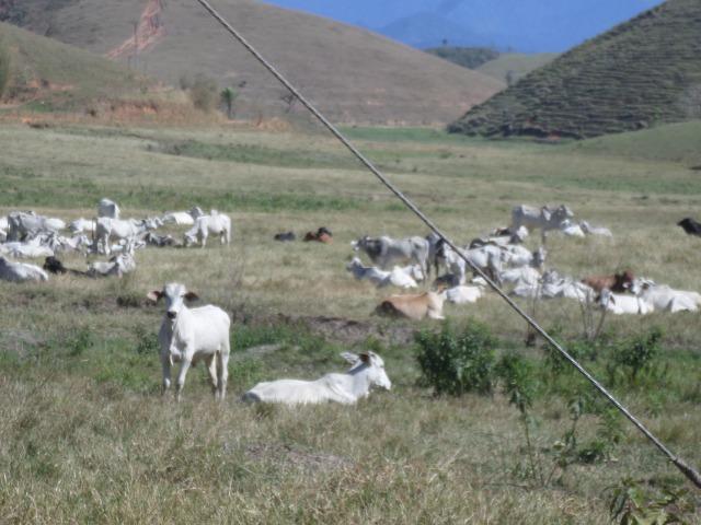 Fazenda de 154 alqueires em Silva Jardim, RJ - Foto 2