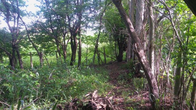 Granja/sitio 3,5 hect - Foto 11