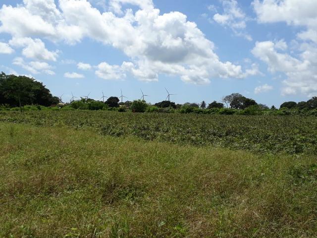 Sítio com 2 hectares - Todo irrigado e produzindo - Foto 10