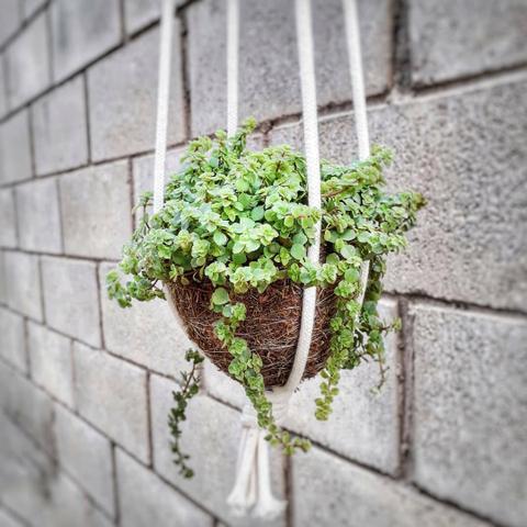 Jardim Suspenso- Kokedama - Presente Personalizado