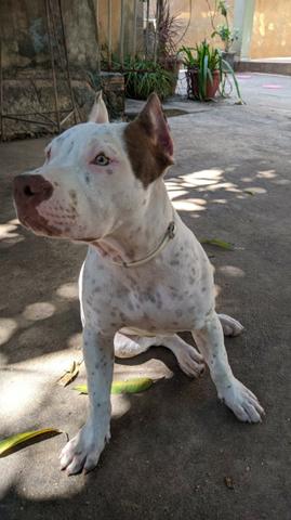 Filhote de pit bul Femea - Foto 4