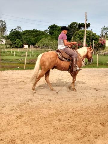 Cavalo qm po