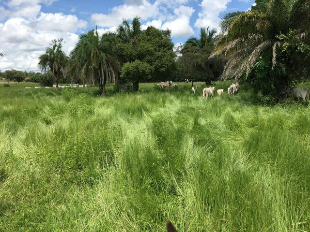 VENDO SÍTIO 22,6 Alq. próximo de Itapirapuã e Águas de São João- Goiás R$2Milhões - Foto 14