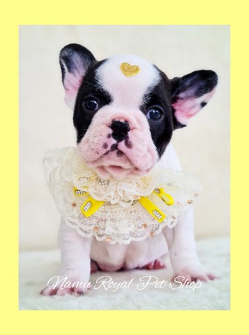 Bulldog francês fêmea excelente genética em 10x sem juros, fotos reais  - Foto 3