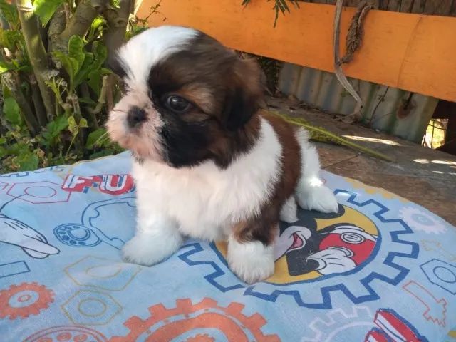 shih tzu macho em 10x de 100$ entregamos no litoral