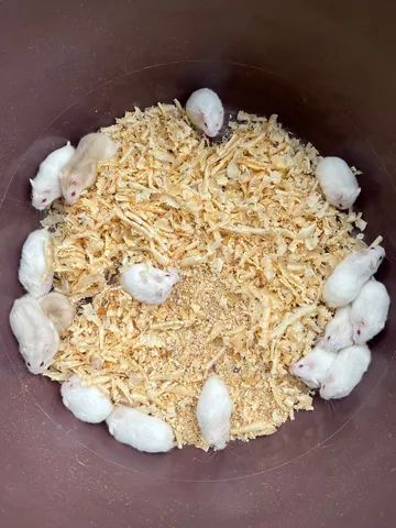 Hamster 