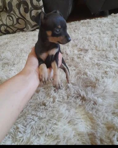 Pinscher Macho número 1  - Foto 2