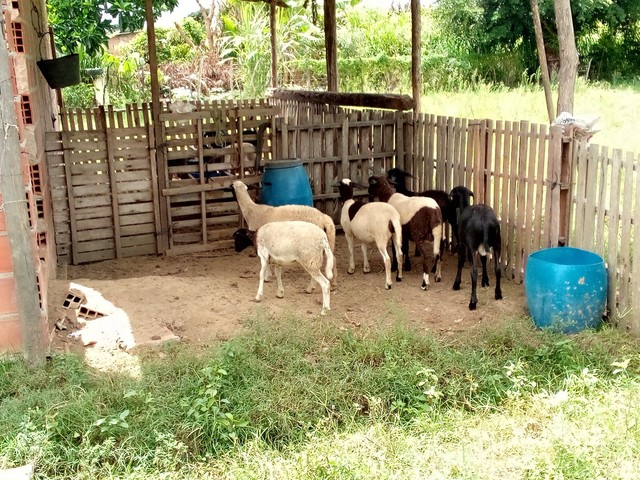 Lote com 6 animais 