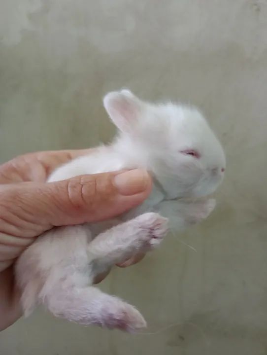 Coelhinho branco fofinho . - Foto 5