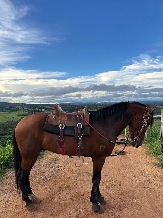 Cavalo manga larga machador inteiro - Foto 3