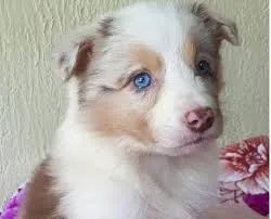 Border collie