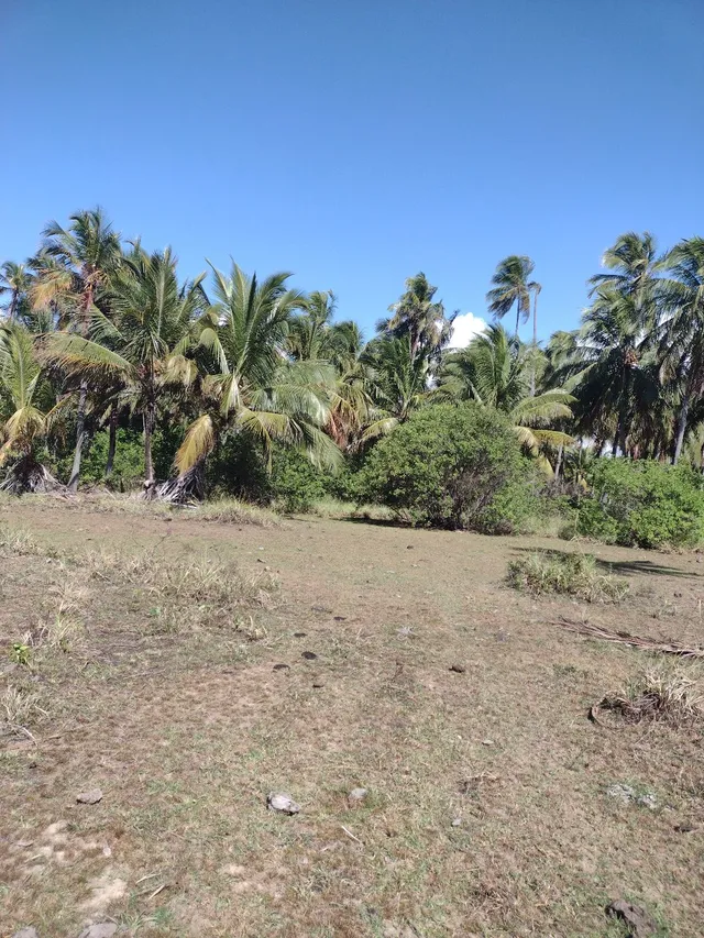 Sítio enfrente as dunas a 900 metros da praia do Peba - AL