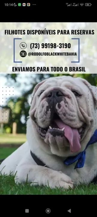 Filhotes de Bulldogue Inglês  - Foto 3