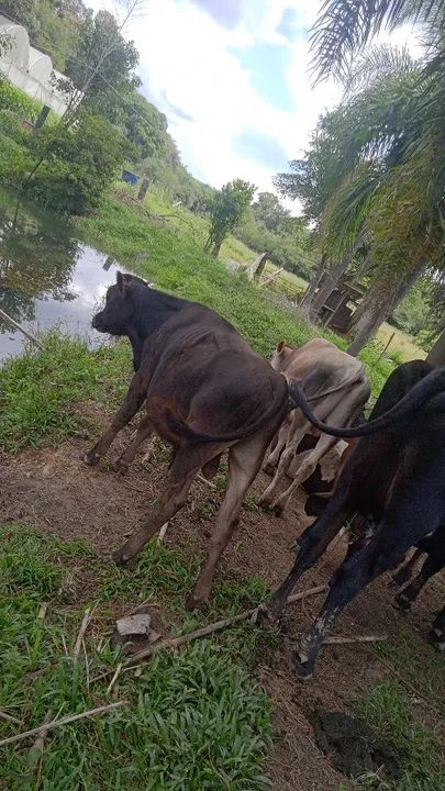 Vendo dois boizinho  - Foto 4