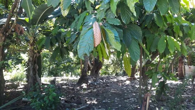 Vende-se / aluga-se sítio 25x89, diversas árvores frutíferas. - Foto 2