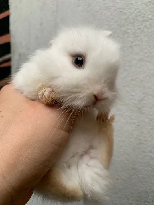 Mini Coelhos Lindos  - Foto 2